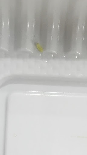 Photo of Lazeez Shawarma - 8982 Chinguacousy Rd Unit #4, Brampton, ON L6Y 5X6