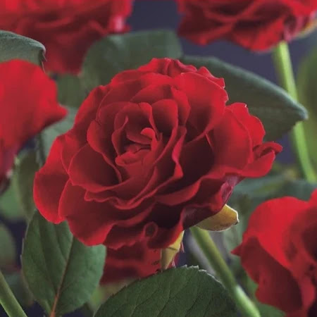 Photo of King Akshna Fried Chicken - 65A Kingsnorth Rd, Ashford TN23 6HZ