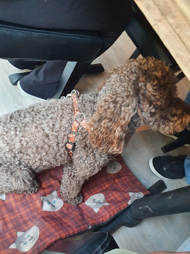 Photo of Igloo Restaurant - Cirencester - 37 Castle St, Cirencester GL7 1QD