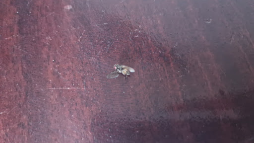 Photo of Diyarbakir Restaurant - 36 Narborough Rd, Leicester LE3 0BQ