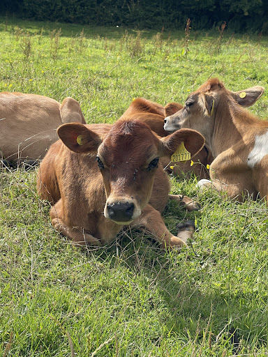 Photo of Roskilly's - Barton Farm, Tregellast Cl, St Keverne, Helston TR12 6NX