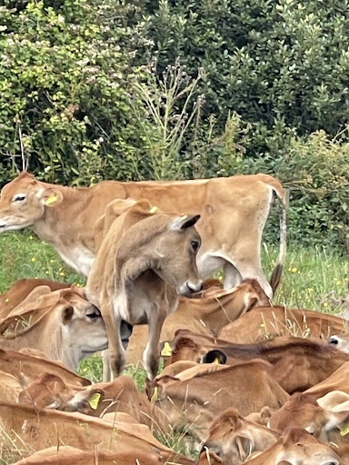 Photo of Roskilly's - Barton Farm, Tregellast Cl, St Keverne, Helston TR12 6NX
