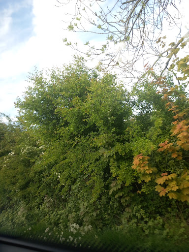 Photo of Linzi's - 117 Split Crow Rd, Deckham, Gateshead NE8 3UA