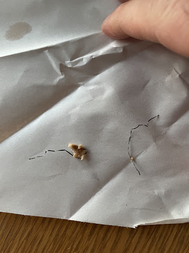 Photo of Seaside Grill - 322 Seaside, Eastbourne BN22 7RH