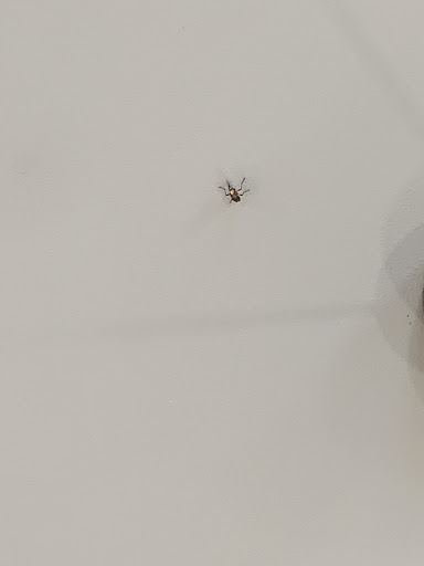 Photo of Chaiiwala - 35 Milkstone Rd, Rochdale OL11 1EB