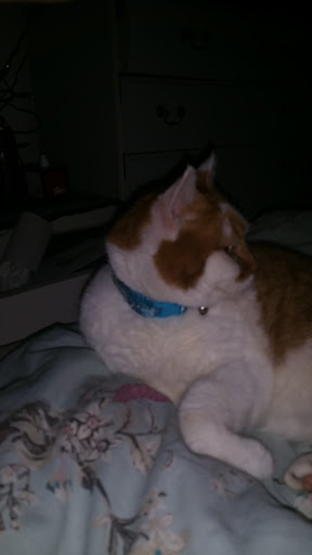 Photo of Usta Pizza & Charcoal Grill (Sittingbourne) - 111 High St, Milton Regis, Sittingbourne ME10 2AR