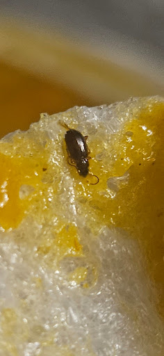 Photo of New Jasmine - 12 Abbey Rd, Gornalwood, Dudley DY3 2PQ