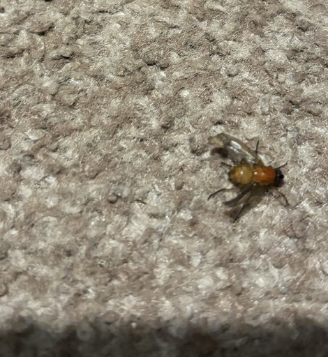 Photo of King Kebab - 56 Pontmorlais W, Merthyr Tydfil CF47 8UN