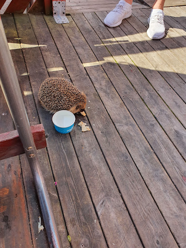 Photo of Masgrillen - Get Johannas väg 35, 774 63 Avesta