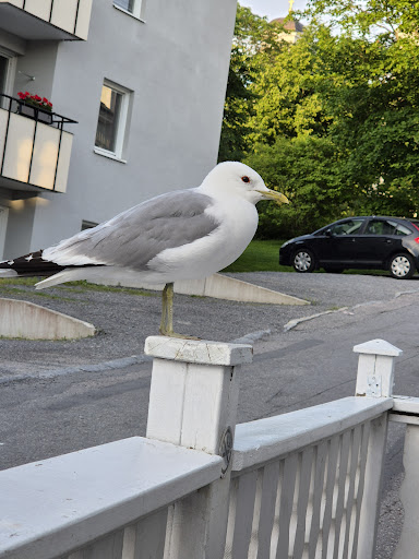 Photo of Östanbäckens Pizza House - Östanbäcksgatan 1, 871 31 Härnösand