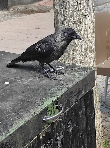 Photo of Kungsgrillen city - Storgatan 14, 352 31 Växjö