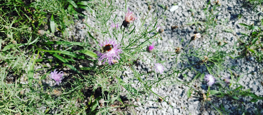 Photo of Wendy's - 1036 W Chisholm St, Alpena, MI 49707