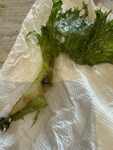 Photo of Micheline's Pita House Del Mar - 3545 Del Mar Heights Rd C4, San Diego, CA 92130