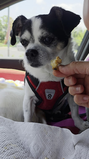 Photo of The Great Greek Mediterranean Grill - Ann Arbor, MI - 3268 Ann Arbor-Saline Rd, Ann Arbor, MI 48103