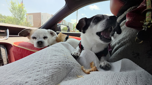 Photo of The Great Greek Mediterranean Grill - Ann Arbor, MI - 3268 Ann Arbor-Saline Rd, Ann Arbor, MI 48103