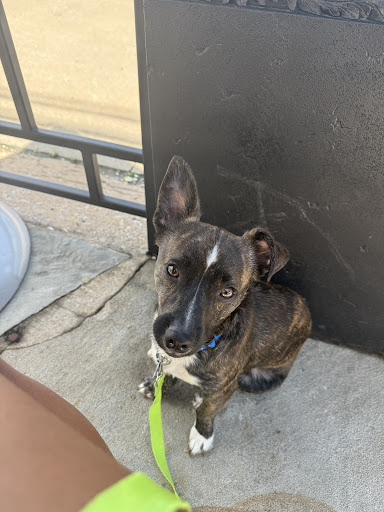 Photo of CAVA - 3629 S Peoria Ave, Tulsa, OK 74105