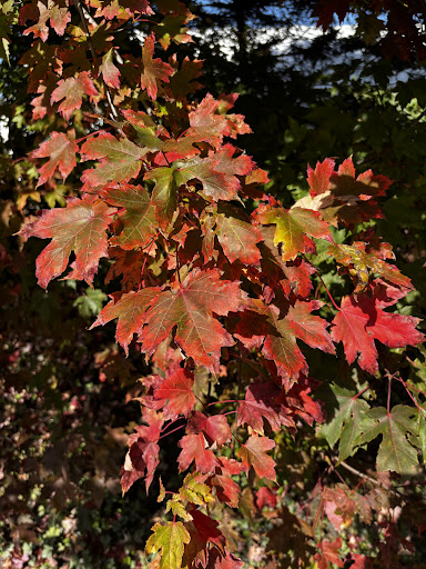 Photo of Aladdin - 1880 Mountain Rd suite 2, Stowe, VT 05672