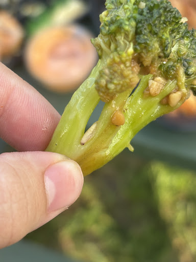 Photo of Sakura Express - 9 Washington St NE, Brainerd, MN 56401