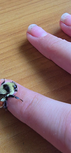 Photo of Sam's Gyros & Kabobs - 609 W Midland Ave, Woodland Park, CO 80863