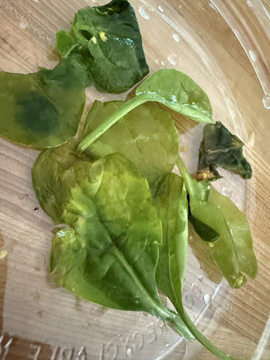 Photo of Hummus Republic - 758 Shoppes Blvd, North Brunswick Township, NJ 08902