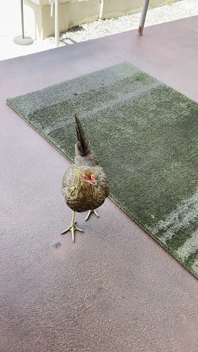 Photo of Mema’s Alaskan Tacos - 1903 N 19th St, Tampa, FL 33605