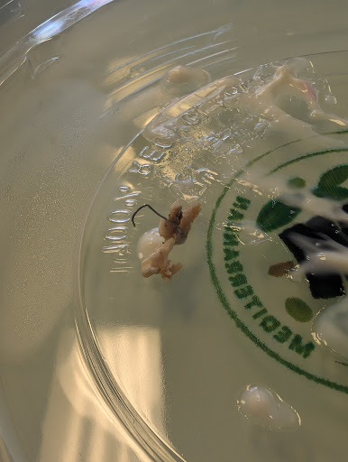 Photo of SemSem Mediterranean - 6905 159th St, Tinley Park, IL 60477