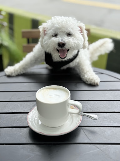 Photo of Rifrullo Cafe - 147 Cypress St, Brookline, MA 02445