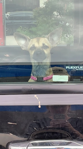 Photo of Halal Austin Shawarma - 6903 Brodie Ln, Austin, TX 78745