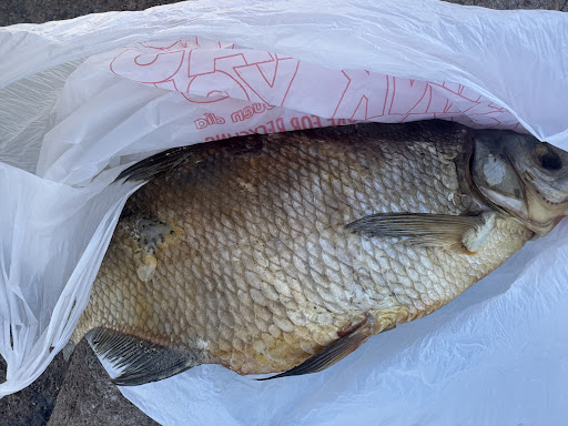 Photo of Caravan Mideastern Foods - 2817 N Country Club Rd, Tucson, AZ 85716