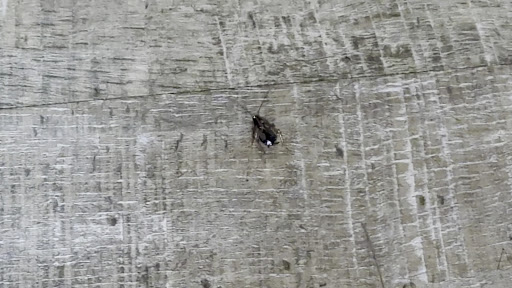 Photo of Momo's Master - 110 N Columbia St, Chapel Hill, NC 27514