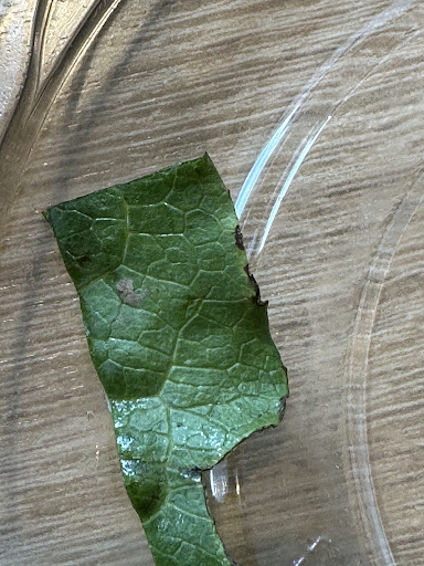 Photo of Naf Naf Grill - 309 W Washington St, Chicago, IL 60606