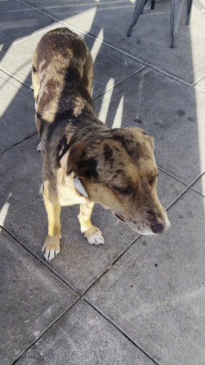 Photo of Abu Kabab - 720 N Lake Ave UNIT 9, Pasadena, CA 91104