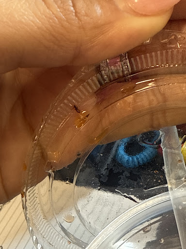 Photo of Greek Express - 1100 W 5th Ave, Columbus, OH 43212