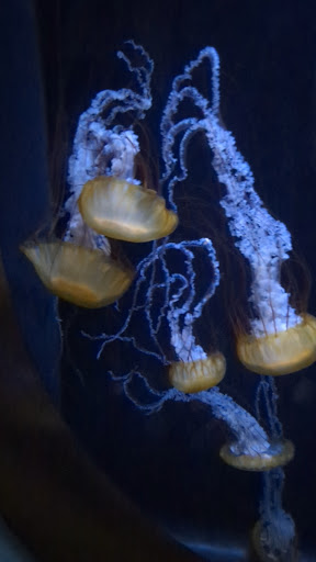 Photo of Shark Grill - 1511 N Bowman Ave, Danville, IL 61832