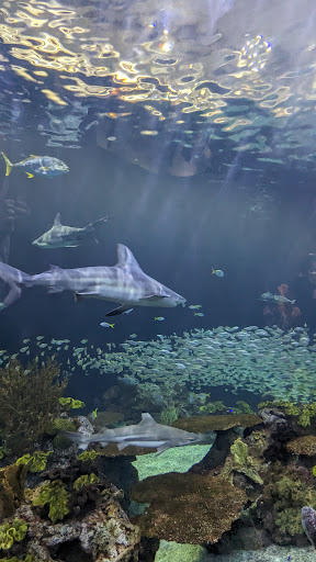 Photo of Shark Grill - 1511 N Bowman Ave, Danville, IL 61832