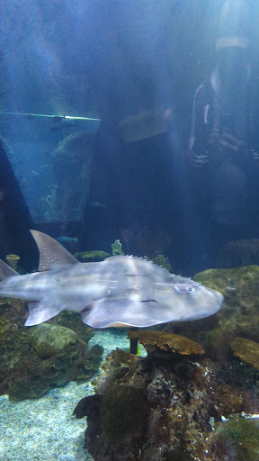 Photo of Shark Grill - 1511 N Bowman Ave, Danville, IL 61832