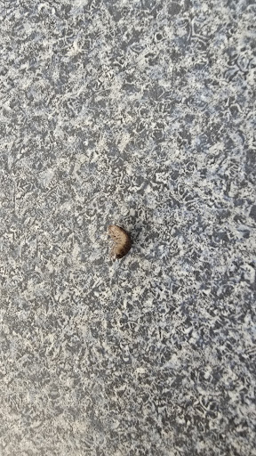 Photo of Jerusalem Middle Eastern Cuisine - 601 S Wright St, Champaign, IL 61820