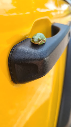 Photo of Surcheros - Douglas, GA - 500 N Peterson Ave N, Douglas, GA 31533