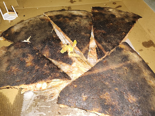 Photo of Brick Oven Pizzeria - 1106 S Washington Ave, Scranton, PA 18505