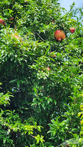 Photo of Neomonde Mediterranean Raleigh - 3817 Beryl Rd, Raleigh, NC 27607