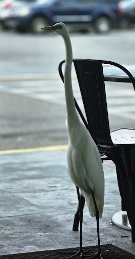 Photo of Shlomo Subs - 2706 US-19 ALT, Palm Harbor, FL 34683