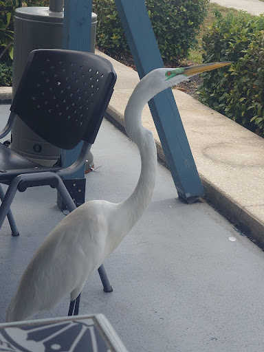 Photo of The Greeks - 1542 US-19, Holiday, FL 34691