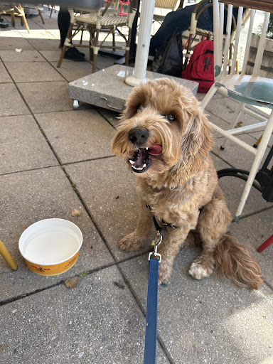 Photo of Cafe Landwer - 900 Beacon St, Boston, MA 02215