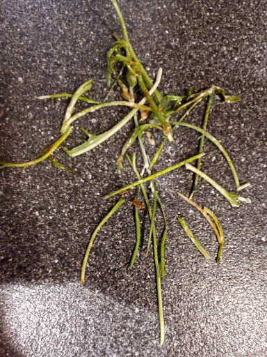 Photo of CAVA - 5765A Burke Centre Pkwy, Burke, VA 22015