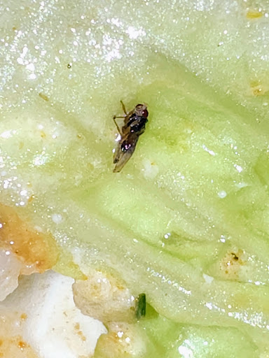 Photo of taïm mediterranean kitchen - 1372 Broadway, New York, NY 10018