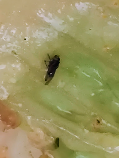 Photo of taïm mediterranean kitchen - 1372 Broadway, New York, NY 10018