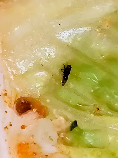 Photo of taïm mediterranean kitchen - 1372 Broadway, New York, NY 10018