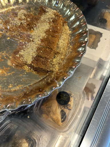 Photo of Pharaoh's Feast - 340 Walmart Way, Dahlonega, GA 30533