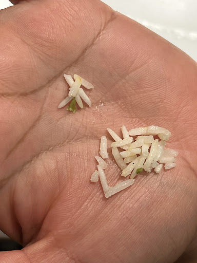 Photo of CAVA - Village Square, 20413 N Rand Rd Suite 108, Kildeer, IL 60074