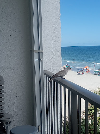 Photo of CAVA - 1400 Hwy 17 N, North Myrtle Beach, SC 29582